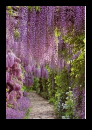 Wisteria Dreams: Japon Bahçeleri Tam Çiçek Açtı