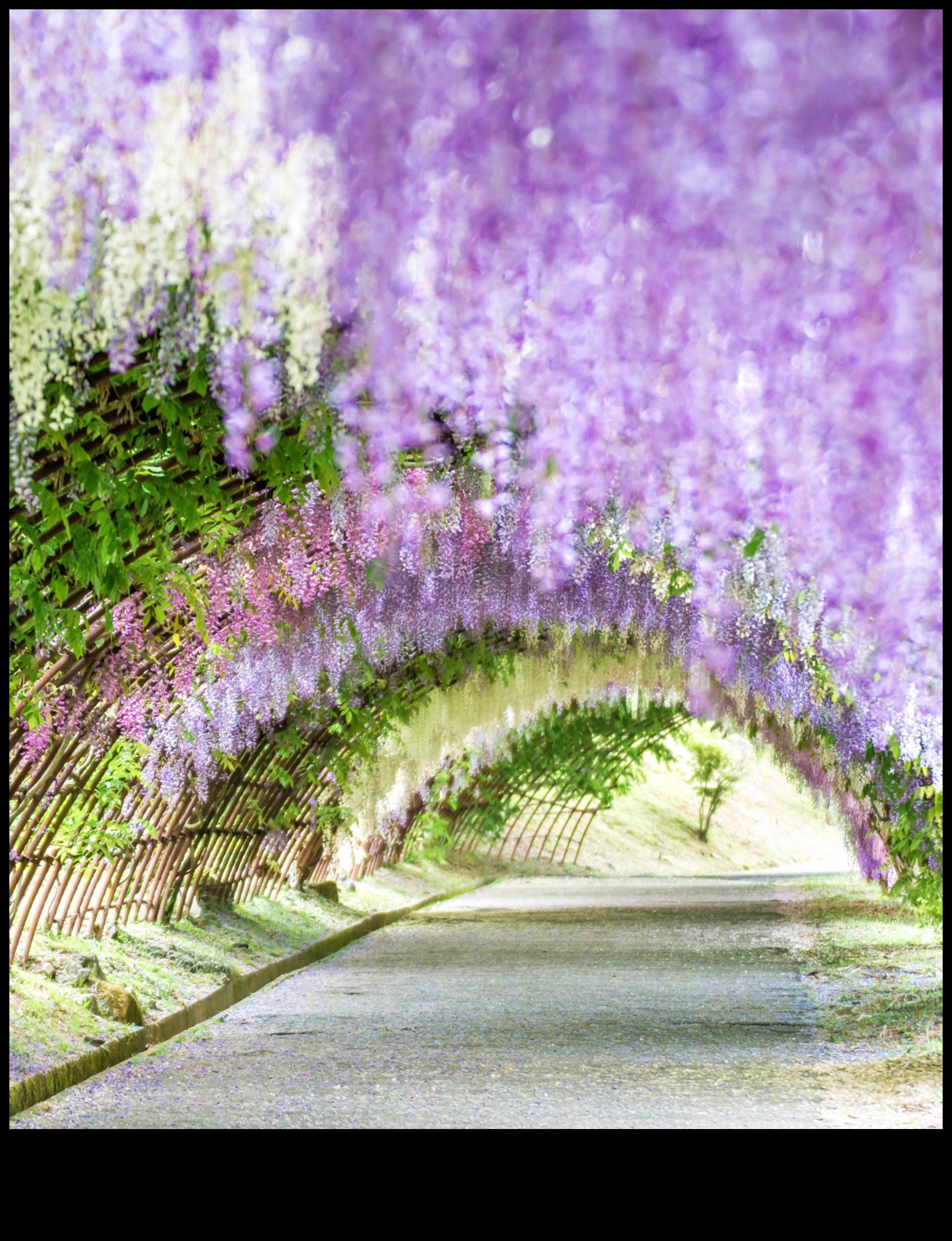 Wisteria Dreams: Japon Bahçeleri Tam Çiçek Açtı