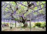 Wisteria Dreams Japon Bahçelerinin Tam Çiçek Açmasına Çiçeksel Bir Övgü