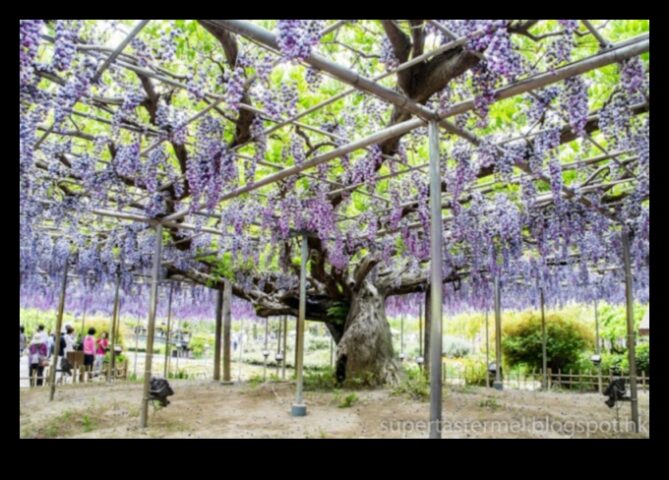 Wisteria Dreams Japon Bahçelerinin Tam Çiçek Açmasına Çiçeksel Bir Övgü