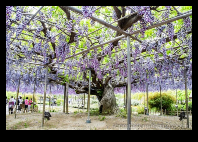 Wisteria Dreams: Japon Bahçeleri Tam Çiçek Açtı